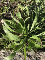 Plantago lanceolata