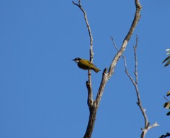 Melithreptus chloropsis