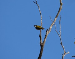 Melithreptus chloropsis
