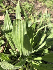 Plantago lanceolata