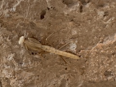 Eremiaphiloidea