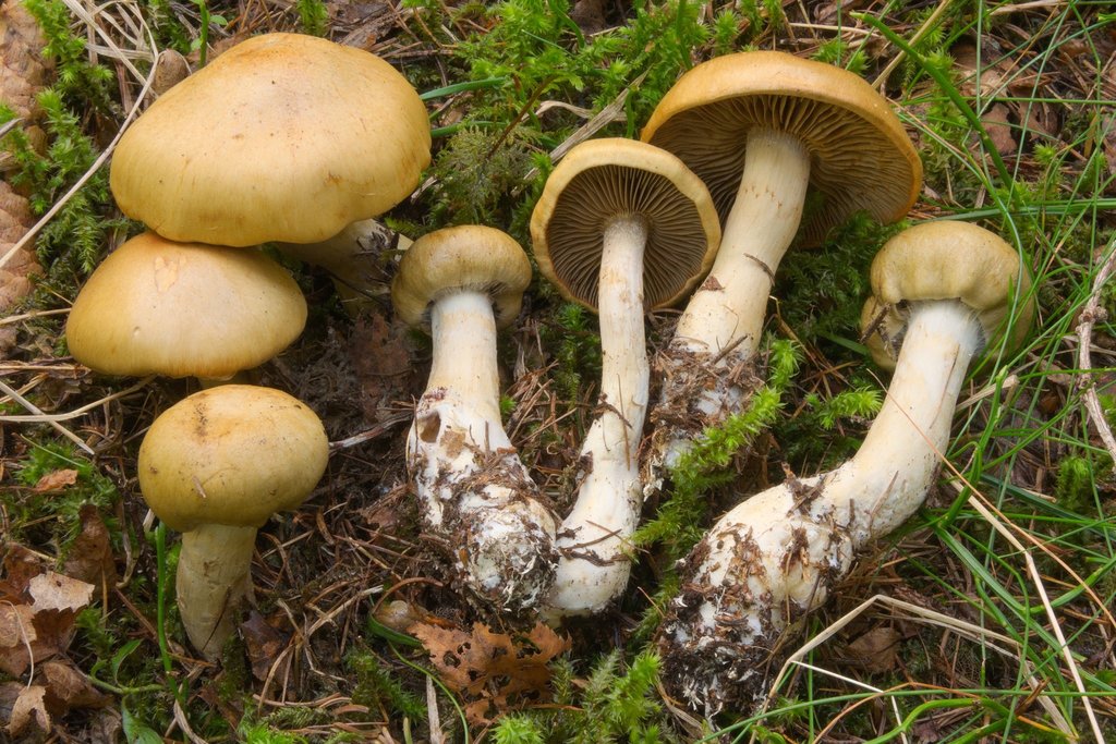 Cortinarius sect. Subtorti