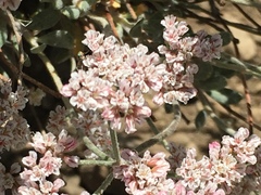 Eriogonum microtheca alpinum