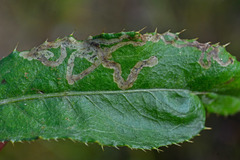 Phytomyza spinaciae