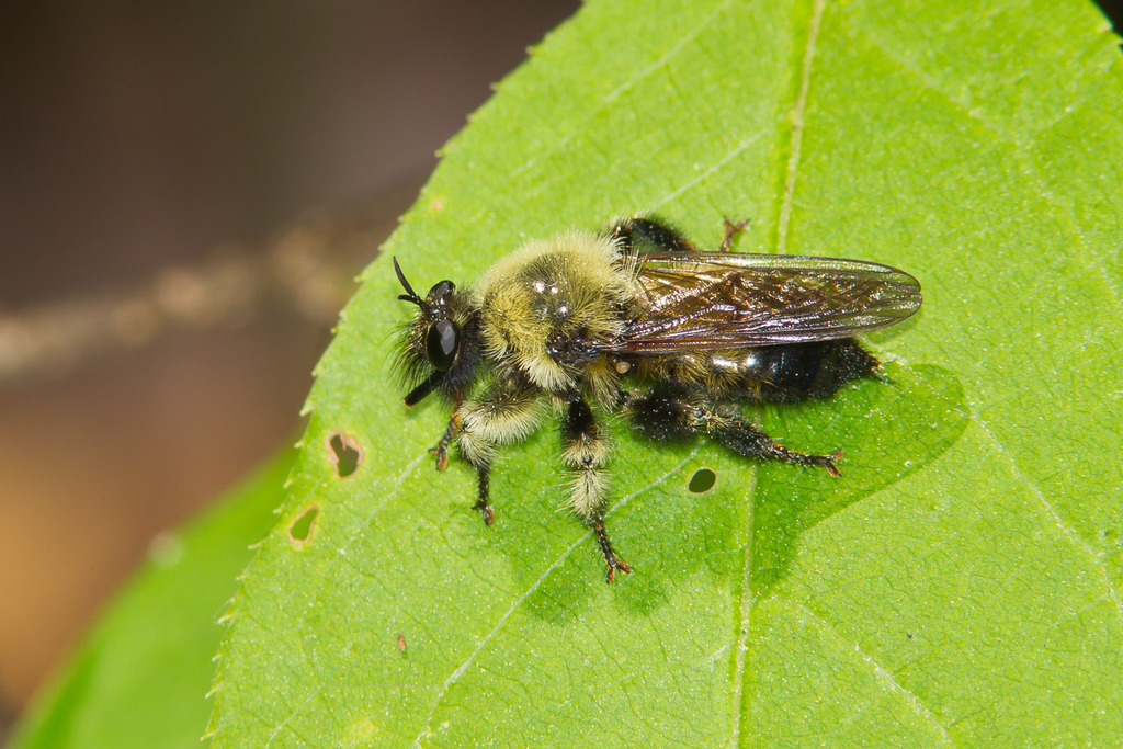 Yellow-waisted Laphria