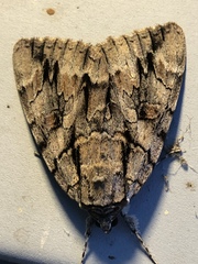 Catocala retecta