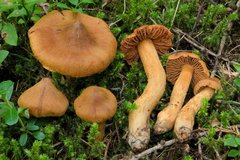 Cortinarius rubellus