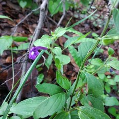 Scutellaria dumetorum