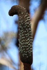 Xanthorrhoea drummondii