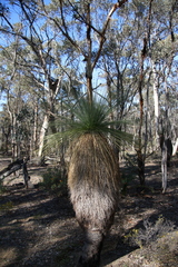 Xanthorrhoea drummondii