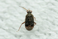 Charagochilus gyllenhalii