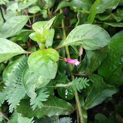 Fuchsia thymifolia
