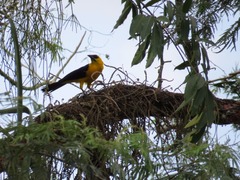 Gymnomystax mexicanus