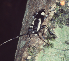 Melanopolia catori