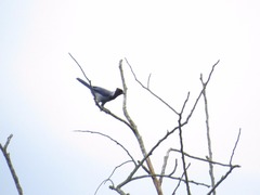 Cyanocorax violaceus