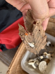 Marasmius sullivantii