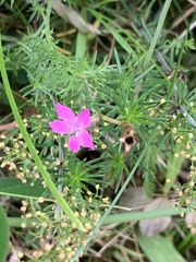 Dianthus deltoides deltoides