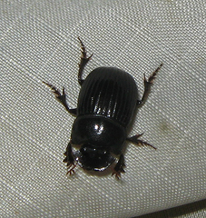 Copris minutus