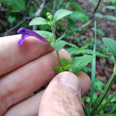 Scutellaria dumetorum