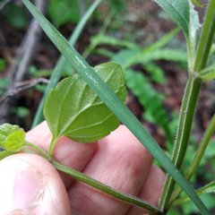 Scutellaria dumetorum