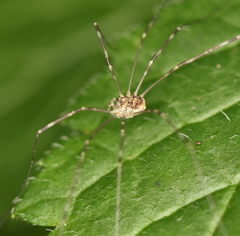 Amilenus aurantiacus