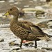 South Georgia Pintail - Photo (c) Andrew Thompson, some rights reserved (CC BY-NC), uploaded by Andrew Thompson