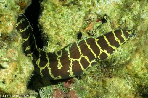 Chain Moray