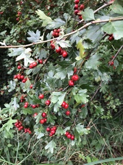 Crataegus