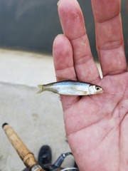 Notropis hudsonius