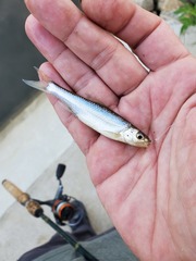 Notropis hudsonius