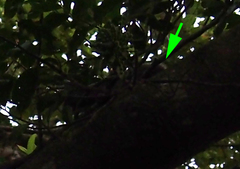 Callosciurus erythraeus styani