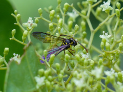 Eustenogaster micans