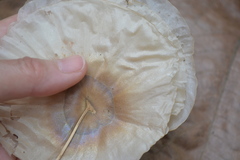 Aspidosperma