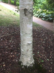 Betula utilis