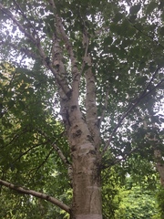 Betula utilis