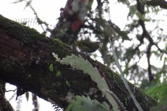 Euphonia chrysopasta