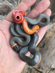 Diadophis punctatus regalis