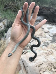 Diadophis punctatus regalis