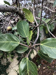 Ficus sur