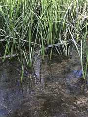 Chrysemys picta picta