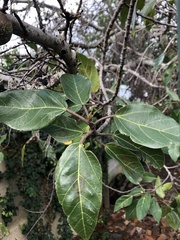 Ficus sur