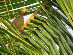 Orthopsittaca manilatus