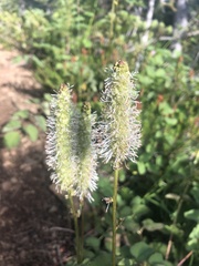 Sanguisorba