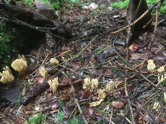 Phaeoclavulina eumorpha