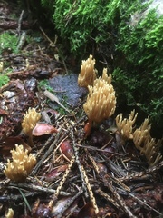 Phaeoclavulina eumorpha