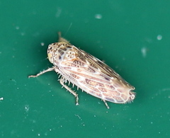 Euscelis