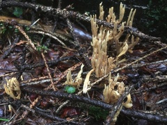 Phaeoclavulina eumorpha