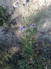 Echinops ritro