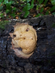 Fuligo luteonitens