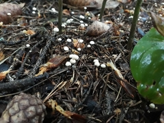 Marasmius wettsteinii